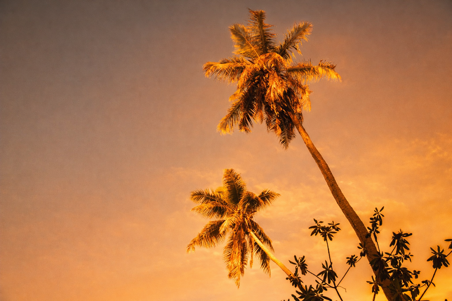 Coconut trees in Praslin